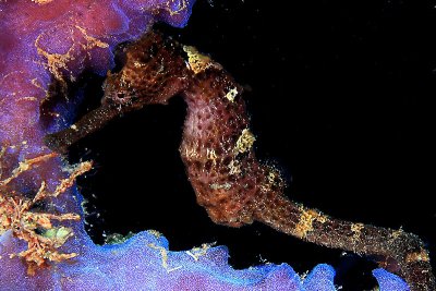 Seahorse on vase sponge
