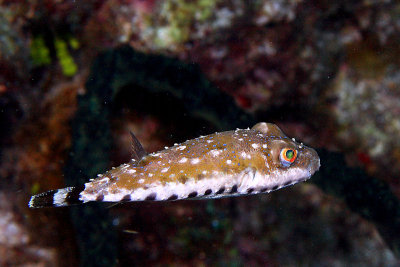 Bandtail puffer