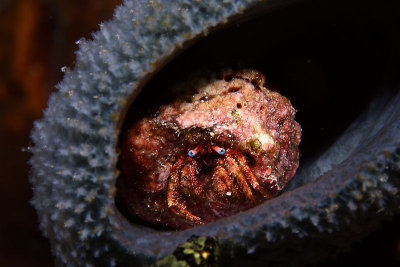 Hermit crab in sponge