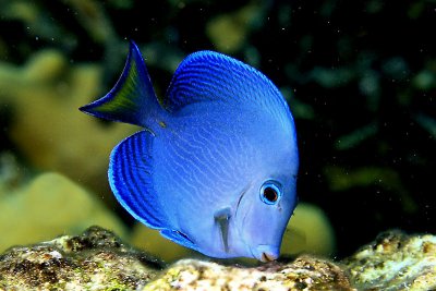 Juvenille tang (blue phase)