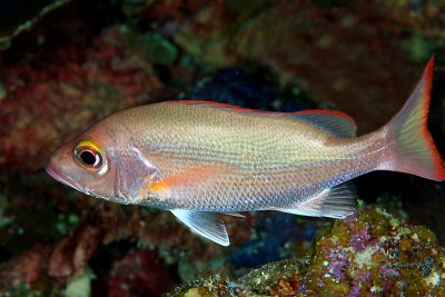 Mahagony snapper