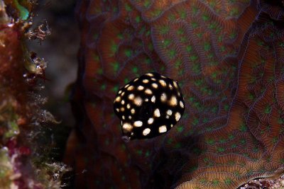 Juvenille trunkfish