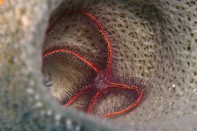 Brittle star in sponge
