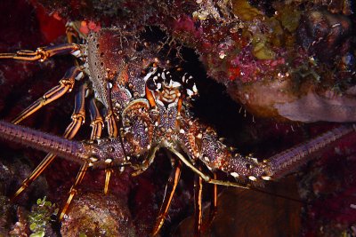 Spiny lobster