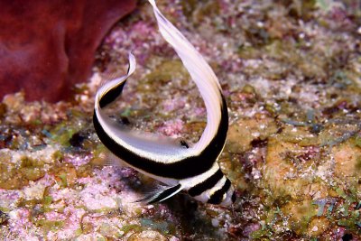 Juvenille spotted drum