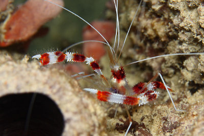 Banded cleaner shrimp