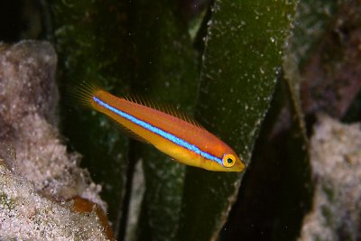 Yellowhead junvenille wrasse