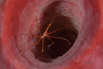 Arrow crab in sponge