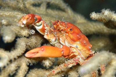 Black coral crab