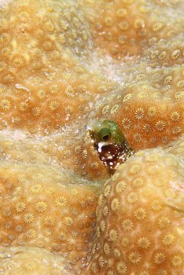 Spinyhead blenny