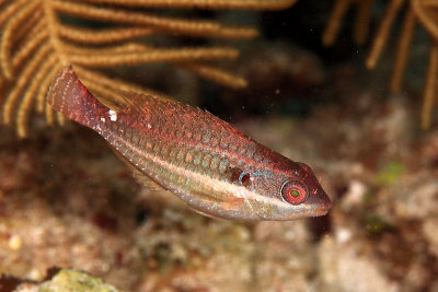 Parrotfish