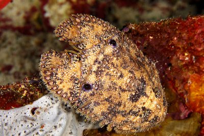 Sculpted slipper lobster