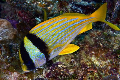 Porkfish