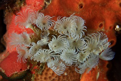 Social feather dusters on sponge