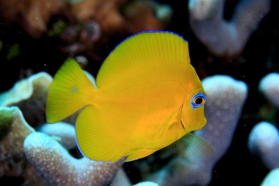 Juvenille tang (yellow phase)