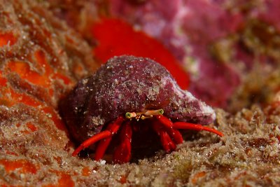 Red hermit crab