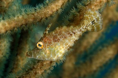 Slender filefish