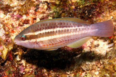 Parrotfish