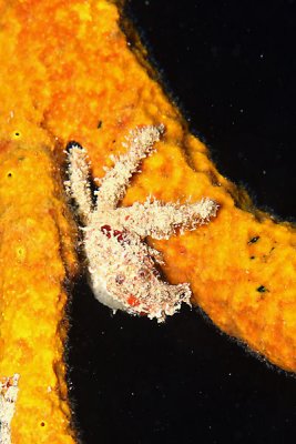 Hairy clinging crab?