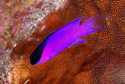 Black-cap basslet
