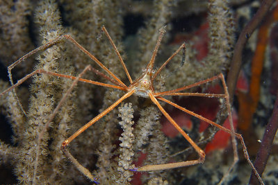Arrow crab