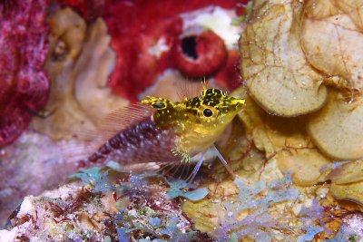 Diamond blenny