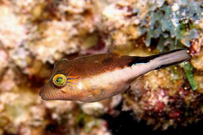 Sharpnose puffer