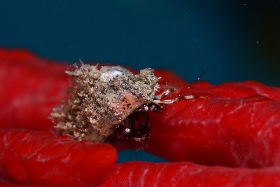 Hermit crab on rope sponge