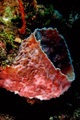 Barrel sponge