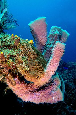 Azure vase sponge with star coral
