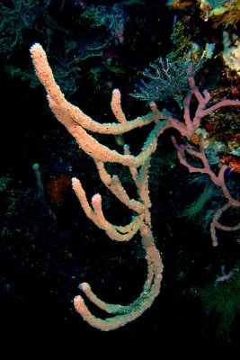 Rope sponge