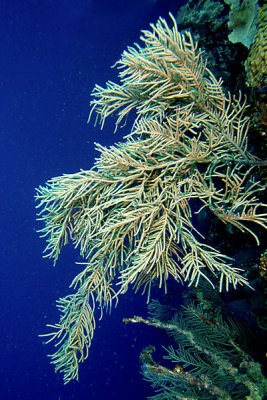 Sea plume coral