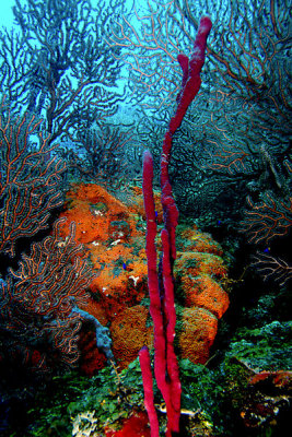 Sponges and coral