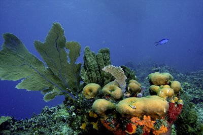 Reef scene