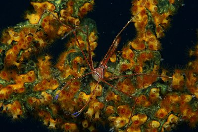 Arrow crab on sponge