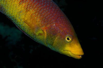 Spanish hogfish