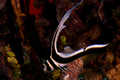Juvenille spotted drum