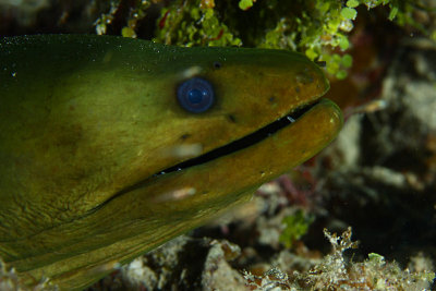 Moray eel