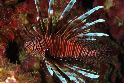 Lionfish
