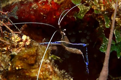 Pederson cleaner shrimp