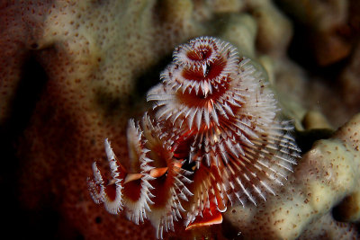 Christmas tree worm