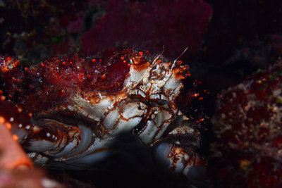 Channel clinging crab