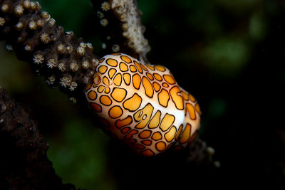Flamingo tongue