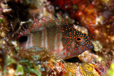 Redspotted hawkfish
