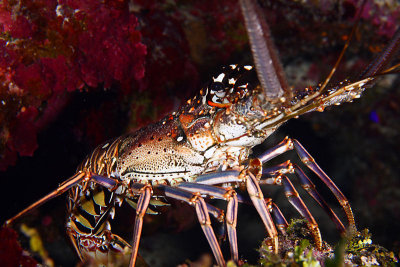 Spiny lobster