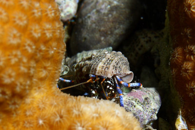 Hermit crab