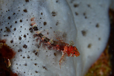 Roughhead triplefin blenny