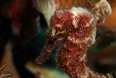 Seahorse