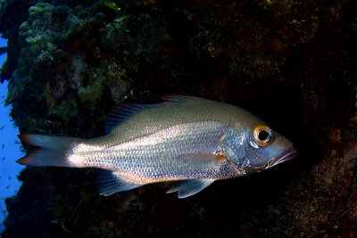 Snapper