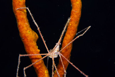 Arrow crab on rope sponge